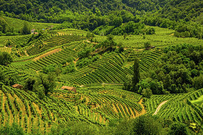 Billiard Balls - Green hills and valleys with vineyards of Prosecco wine region by Pavel Rezac
