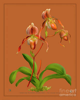 Floral Drawings Rights Managed Images - Orchid Vintage Print on Colored Paperboard Royalty-Free Image by Baptiste Posters