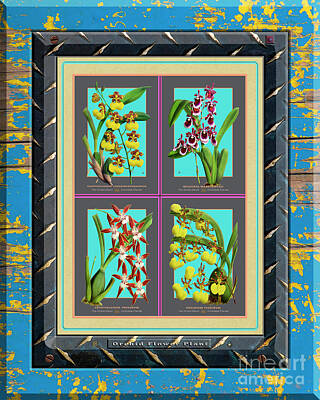 Floral Drawings Rights Managed Images - Antique Orchids Quatro on Rusted Metal and Weathered Wood Plank Royalty-Free Image by Baptiste Posters