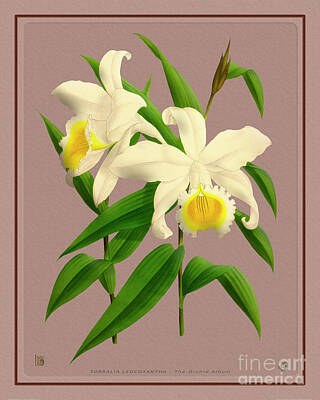 Floral Drawings Rights Managed Images - Orchid Vintage Print on Tinted Paperboard Royalty-Free Image by Baptiste Posters