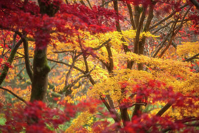 Colorful Abstract Animals - Beautiful colorful vibrant red and yellow Japanese Maple trees i by Matthew Gibson