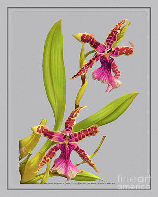 Vintage Stamps - Orchid Flower Orchideae Plantae Exotica by Baptiste Posters