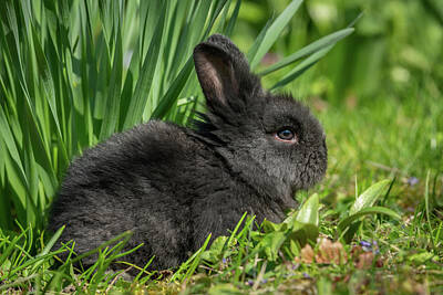 Nursery Room Signs Rights Managed Images - A very young rabbit sitting in the grass Royalty-Free Image by Stefan Rotter