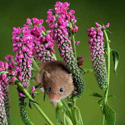 Af Vogue Rights Managed Images - Adorable cute harvest mouse micromys minutus on red flower folia Royalty-Free Image by Matthew Gibson