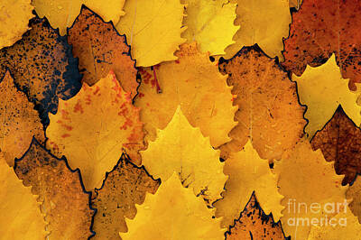 Target Threshold Coastal Rights Managed Images - Autumn Birch Leaves  Royalty-Free Image by Jim Corwin