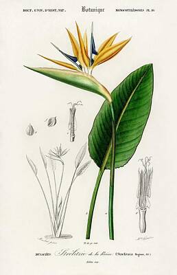 Animals Paintings - Bird of paradise  Strelitzia Reginae   illustrated by Charles Dessalines D Orbigny  1806-1876  by Celestial Images
