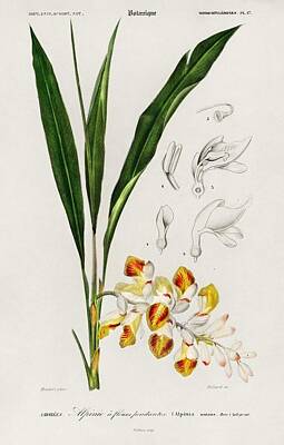 Beers On Tap Rights Managed Images - Dwarf cardamom  Alpinia nutans illustrated by Charles Dessalines D Orbigny  1806-1876  Royalty-Free Image by Celestial Images