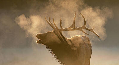 Photo Royalty Free Images - Bugling Bull Elk Royalty-Free Image by Marcy Wielfaert