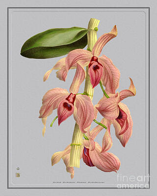 Farmhouse - Orchid Flower Orchideae Plantae Botany by Baptiste Posters