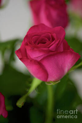 Giuseppe Cristiano Royalty Free Images - a Rose by any other name Royalty-Free Image by Win Naing