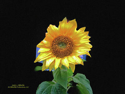 Sunflowers Rights Managed Images - 2019 03 25 Img_4594 Royalty-Free Image by Mark Olshefski