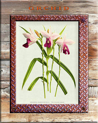 Have A Cupcake Rights Managed Images - Orchid Framed on Weathered Plank and Rusty Metal Royalty-Free Image by Baptiste Posters