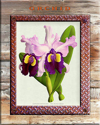 Edward Hopper Rights Managed Images - Orchid Framed on Weathered Plank and Rusty Metal Royalty-Free Image by Baptiste Posters