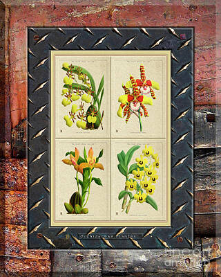 Chris Walter Rock N Roll Royalty Free Images - Orchids Antique Quadro Weathered Plank Rusty Metal Royalty-Free Image by Baptiste Posters