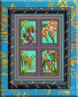 Floral Drawings Rights Managed Images - Antique Orchids Quatro on Rusted Metal and Weathered Wood Plank Royalty-Free Image by Baptiste Posters