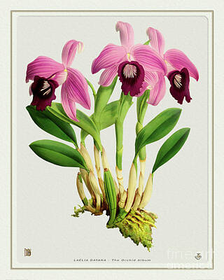 Superhero Ice Pop - Orchid Vintage Print on Colored Paperboard by Baptiste Posters