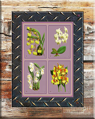Stunning 1x - Orchids Antique Quatro on Rusted Metal and Weathered Wood Plank by Baptiste Posters