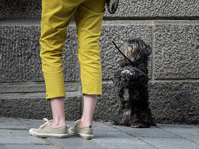 Nighttime Street Photography - A cute small black dog on the street by Stefan Rotter