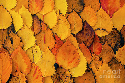 Curated Beach Towels - Autumn Birch Leaves  by Jim Corwin