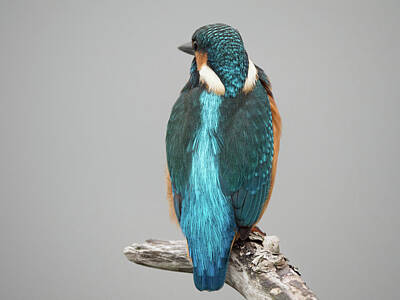 Design Turnpike Books Royalty Free Images - Common kingfisher or Alcedo atthis on a branch Royalty-Free Image by Tosca Weijers