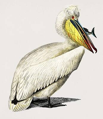 Polaroid Camera - Pelican  Pelecanus  illustrated by Charles Dessalines D  Orbigny  1806 1876  by Celestial Images