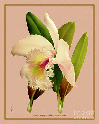 Ink And Water - Orchid Flower Orchideae Plantae Oriental by Baptiste Posters