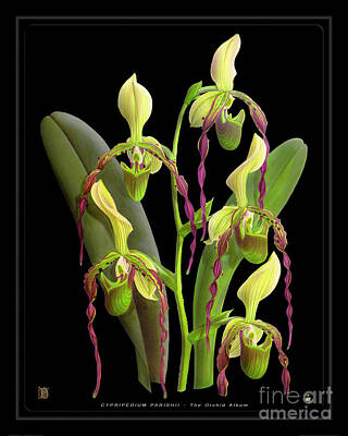 Floral Drawings Rights Managed Images - Vintage Orchid Print on Black Paperboard Royalty-Free Image by Baptiste Posters