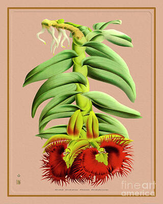Street Posters - Orchid Flower Orchideae Plantae by Baptiste Posters