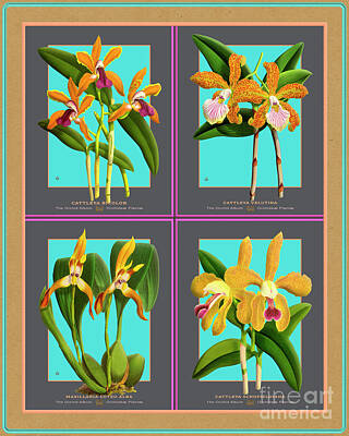 World War 2 Propaganda Posters Royalty Free Images - Collage Vintage Orchids Quatro Royalty-Free Image by Baptiste Posters