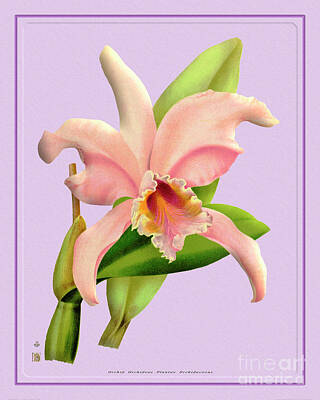 Target Project 62 Cacti - Orchid Flower Orchideae Plantae Oriental by Baptiste Posters