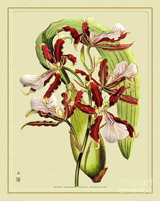 Ballerina Art - Orchid Flower Orchideae Plantae Exotica by Baptiste Posters