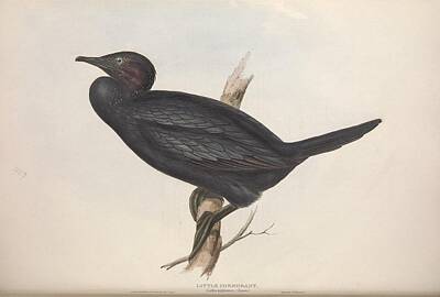 Misty Fog Rights Managed Images - Different types of birds illustrated by Charles Dessalines D Orbigny 1806-1876 21 Royalty-Free Image by Celestial Images