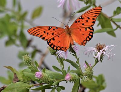 Railroad - Gulf Fritillary Butterfly by Warren Thompson