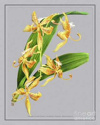 Af One - Orchid Flower Orchideae Plantae Vintage by Baptiste Posters