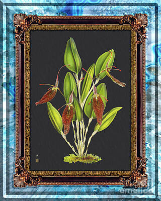 Floral Drawings Rights Managed Images - Vintage Orchid Antique Design Onyx Blue Fluo Royalty-Free Image by Baptiste Posters