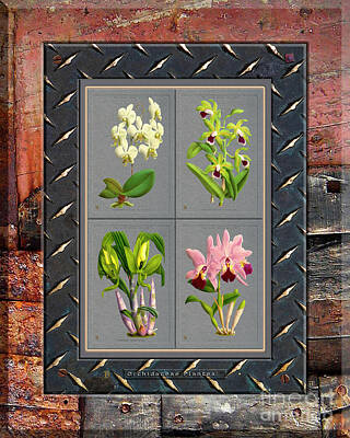 The Beach House - Orchids Antique Quadro Weathered Plank Rusty Metal by Baptiste Posters
