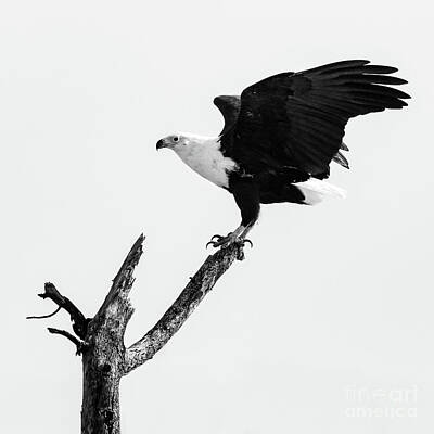 Achieving - African Fish Eagle by Todd Bielby