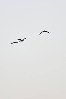 World War 2 Action Photography Rights Managed Images - Eurasian crane Royalty-Free Image by Jouko Lehto