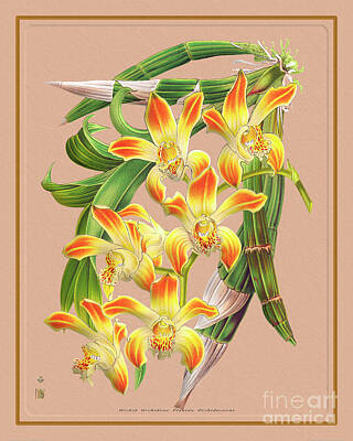 Holiday Pillows 2019 Rights Managed Images - Orchid Flower Orchideae Plantae Royalty-Free Image by Baptiste Posters