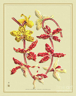 Scott Listfield Astronauts - Orchid Flower Orchideae Plantae by Baptiste Posters