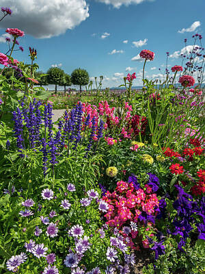 Multichromatic Abstracts - Flower bed with different colors in summer by Stefan Rotter