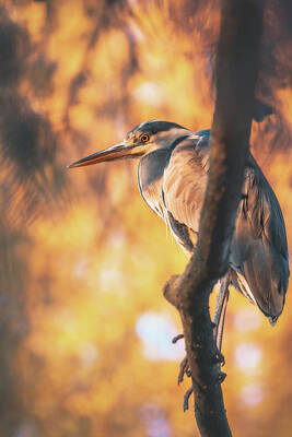 Queen Rights Managed Images - Grey Heron - Ardea cinerea Royalty-Free Image by Marc Braner