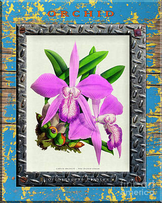 Fairy Tales Adam Ford - Orchid Framed on Weathered Plank and Rusty Metal by Baptiste Posters