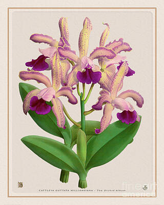 Bath Time - Orchid Vintage Print on Colored Paperboard by Baptiste Posters