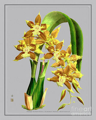 Grimm Fairy Tales Royalty Free Images - Orchid Flower Orchideae Plantae Drawing Royalty-Free Image by Baptiste Posters