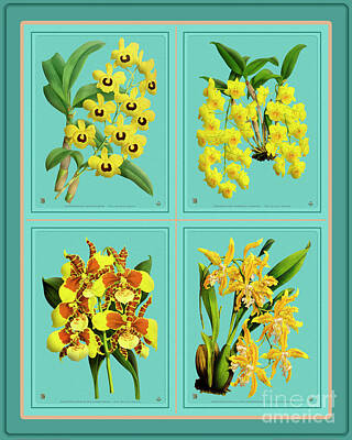 Grape Vineyards - Orchids Quatro Collage by Baptiste Posters
