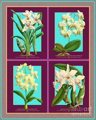 Southwest Landscape Paintings - Collage Vintage Orchids Quatro by Baptiste Posters