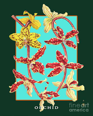 Florals Drawings - Vintage Orchid Exotic Flower Plant by Baptiste Posters