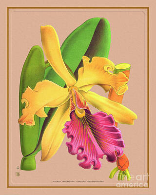 Floral Drawings Rights Managed Images - Orchid Flower Orchideae Plantae Royalty-Free Image by Baptiste Posters