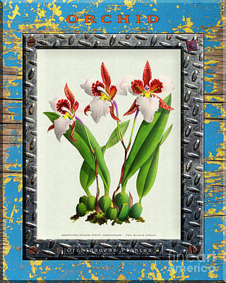 Modern Kitchen - Orchid Framed on Weathered Plank and Rusty Metal by Baptiste Posters